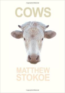 cows stokoe